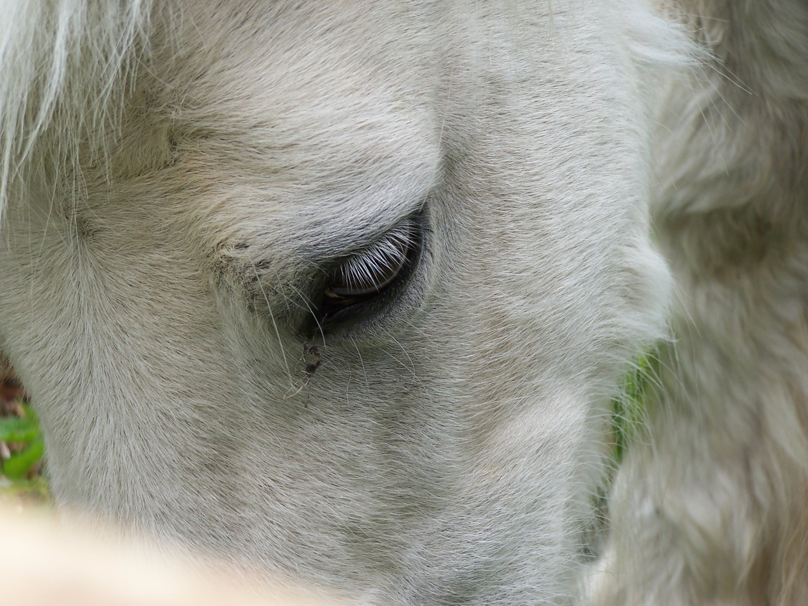 cheval rapproché