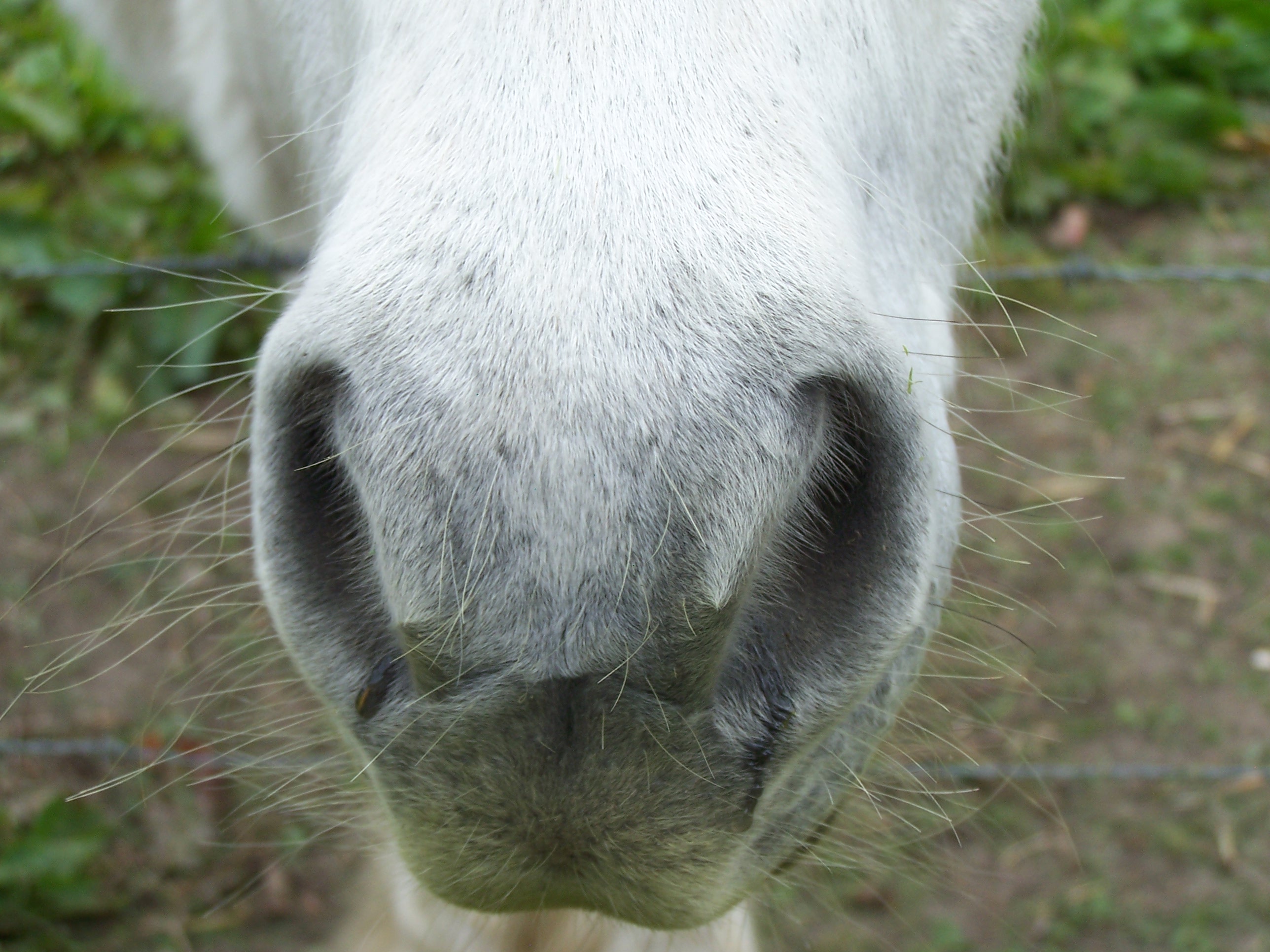 cheval rapproché 2