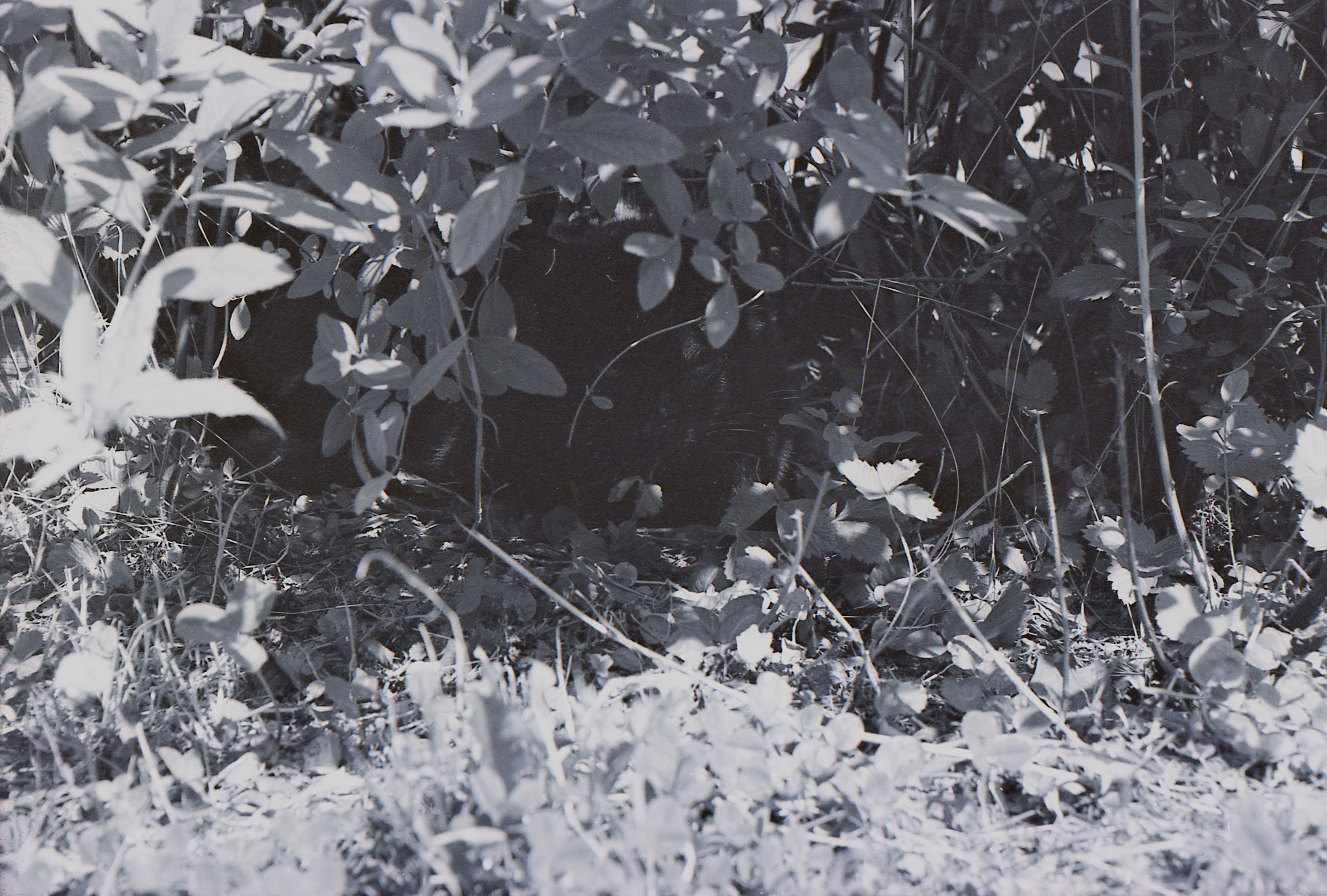 plantes