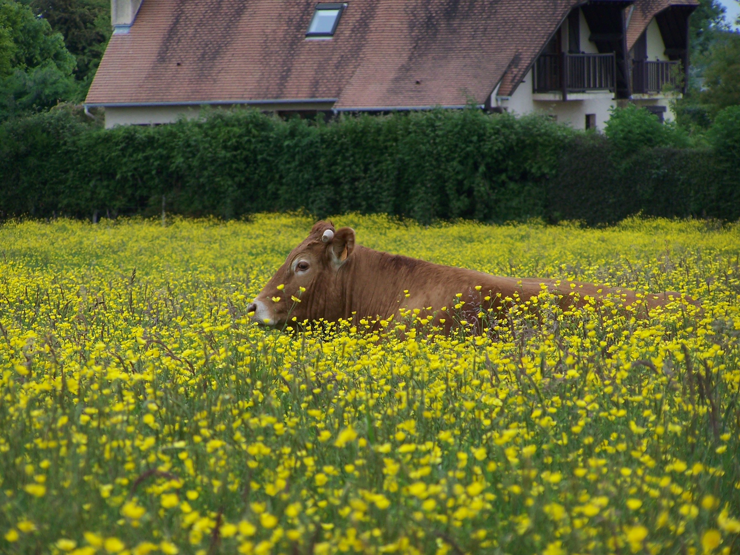 cheval rapprochée 01
