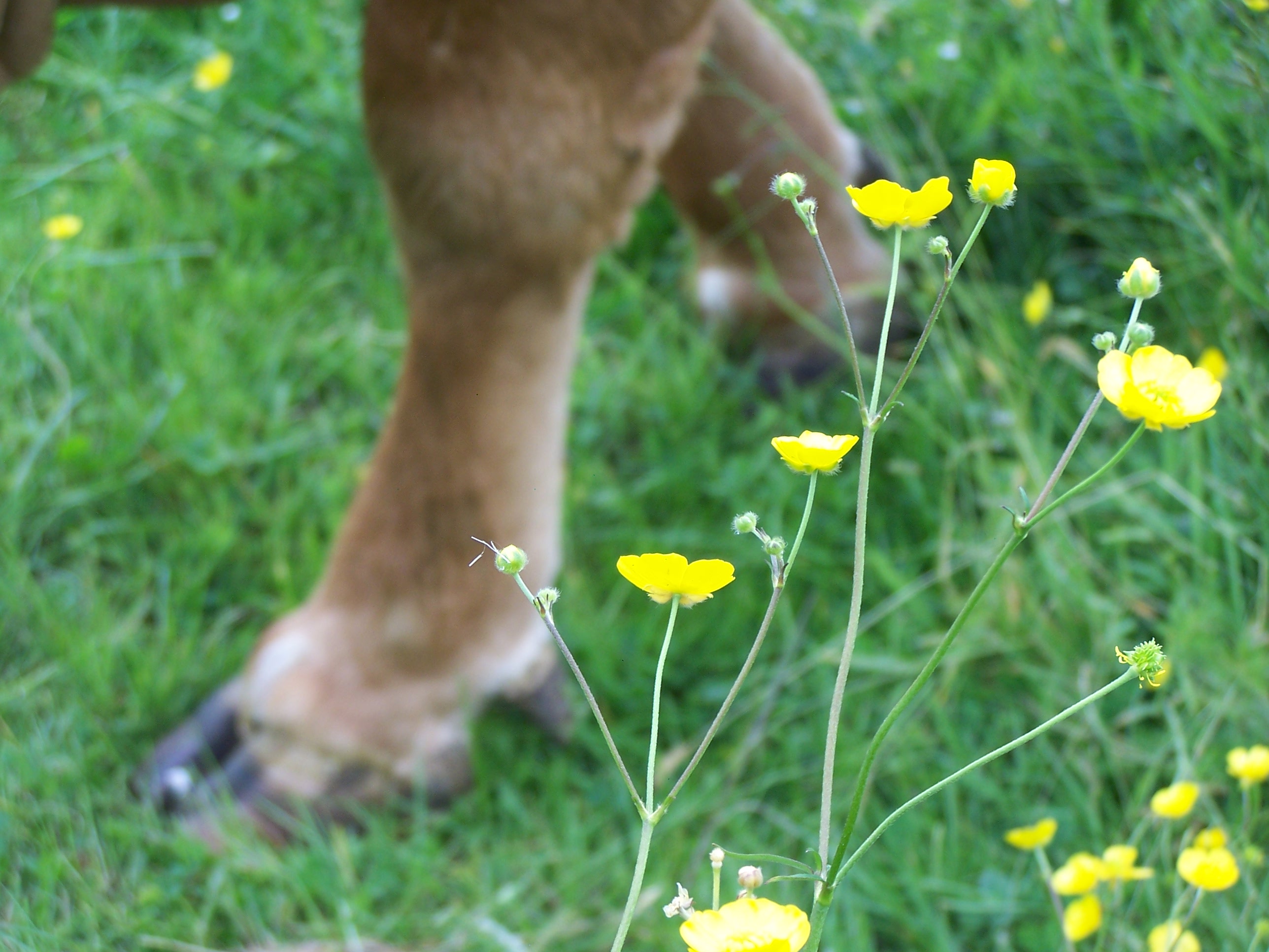 cheval rapproché 4
