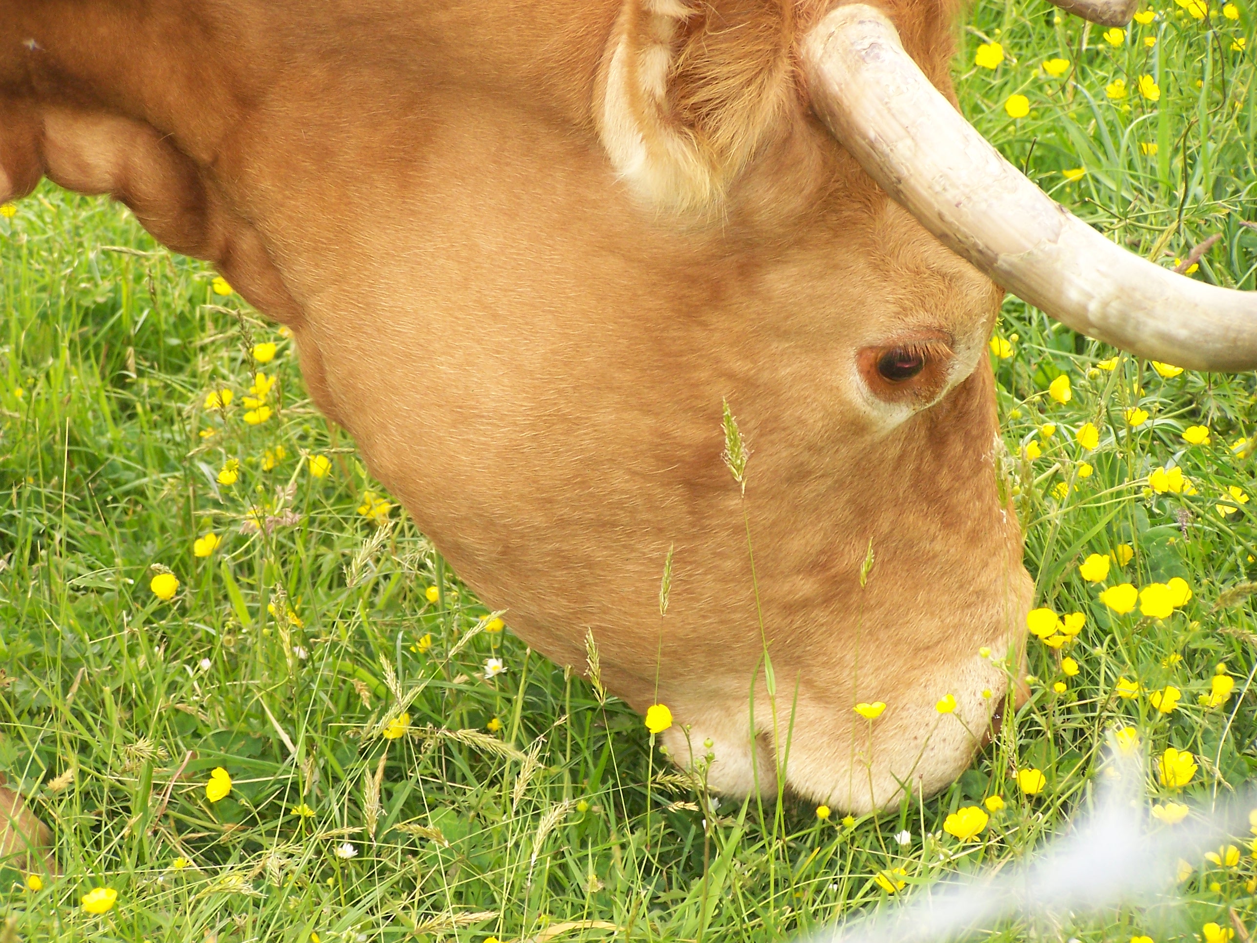cheval rapproché 5